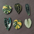 Botanical Leaf Magnet Set (6 pieces)